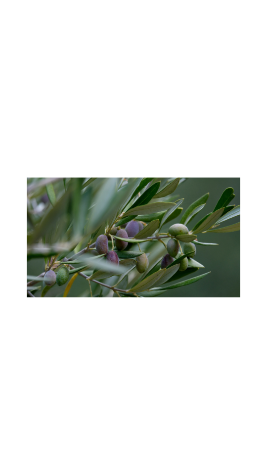 Kurutulmuş Zeytin Yaprağı 75 Gr